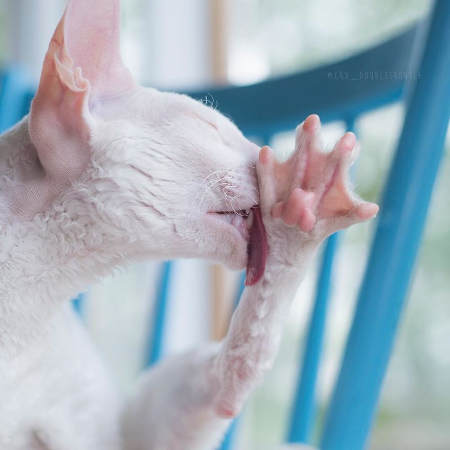 Cornish Rex, Cats With Curls And Rabbit Ears