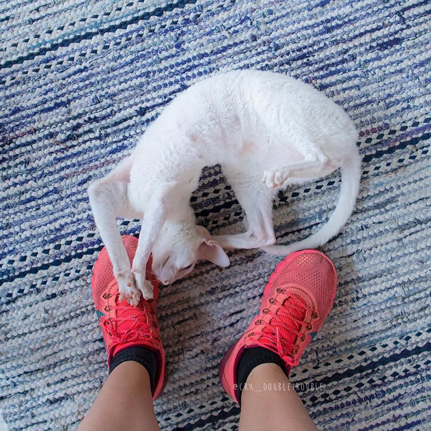 Cornish Rex, Cats With Curls And Rabbit Ears