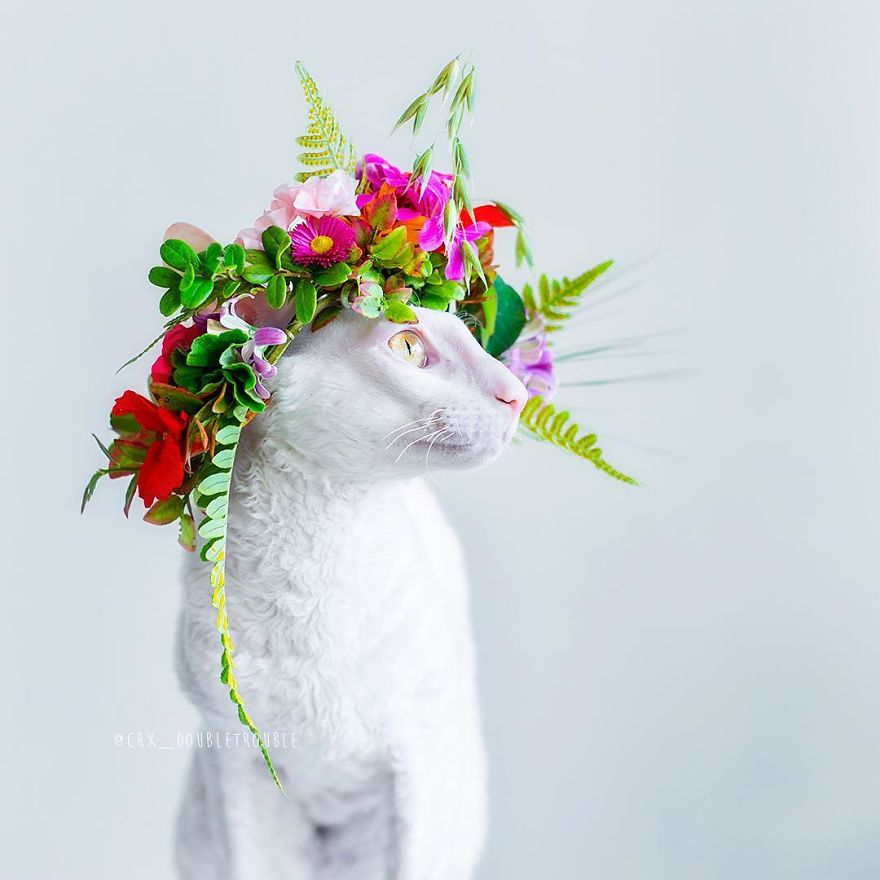 Cornish Rex, Cats With Curls And Rabbit Ears