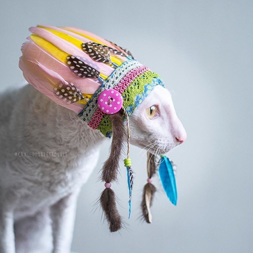 Cornish Rex, Cats With Curls And Rabbit Ears