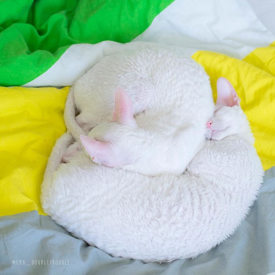 Cornish Rex, Cats With Curls And Rabbit Ears
