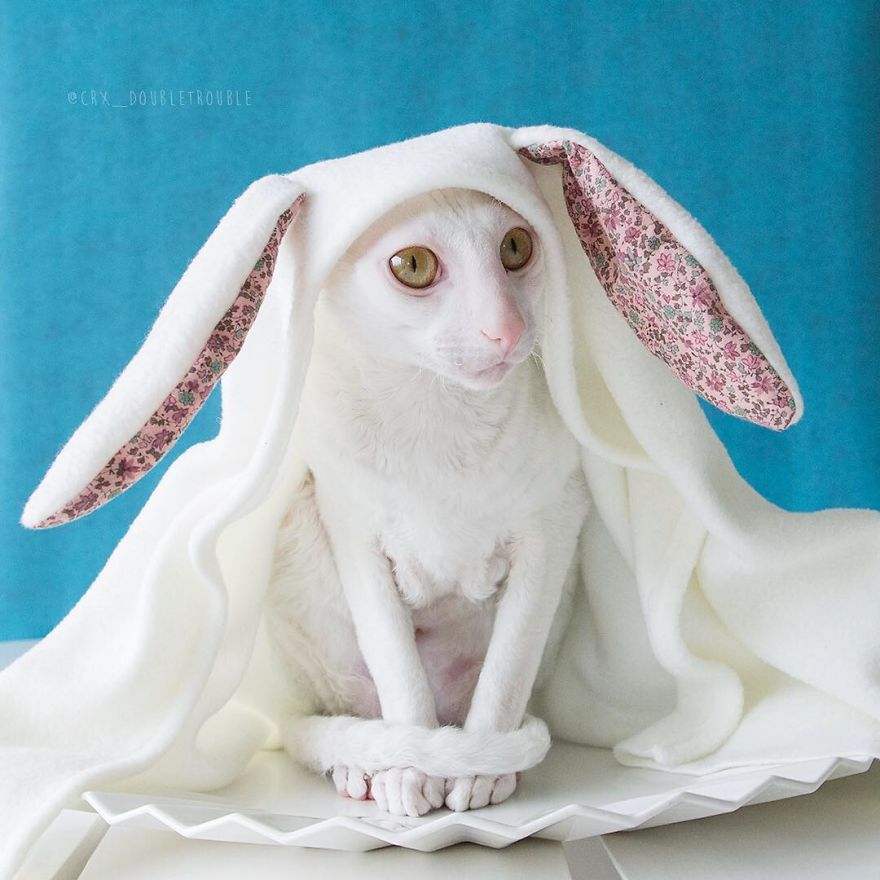 Cornish Rex, Cats With Curls And Rabbit Ears