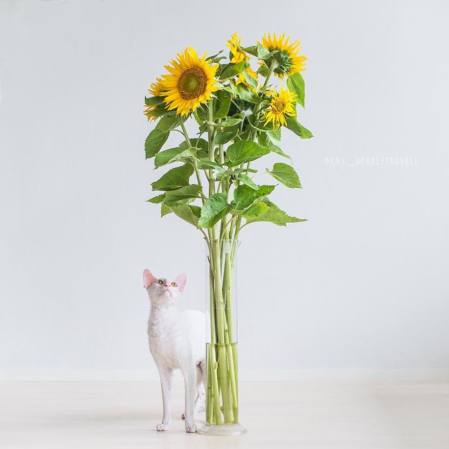 Cornish Rex, Cats With Curls And Rabbit Ears