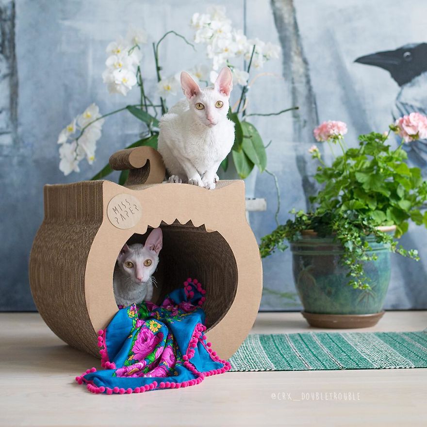 Cornish Rex, Cats With Curls And Rabbit Ears
