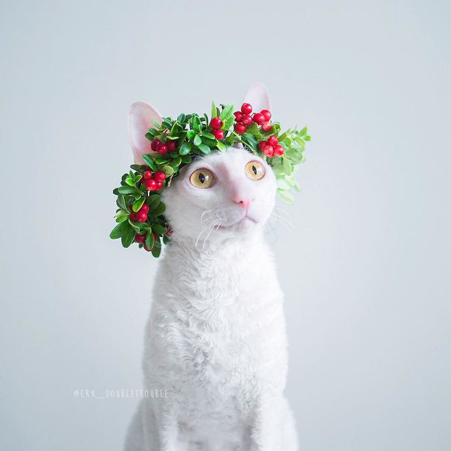 Cornish Rex, Cats With Curls And Rabbit Ears