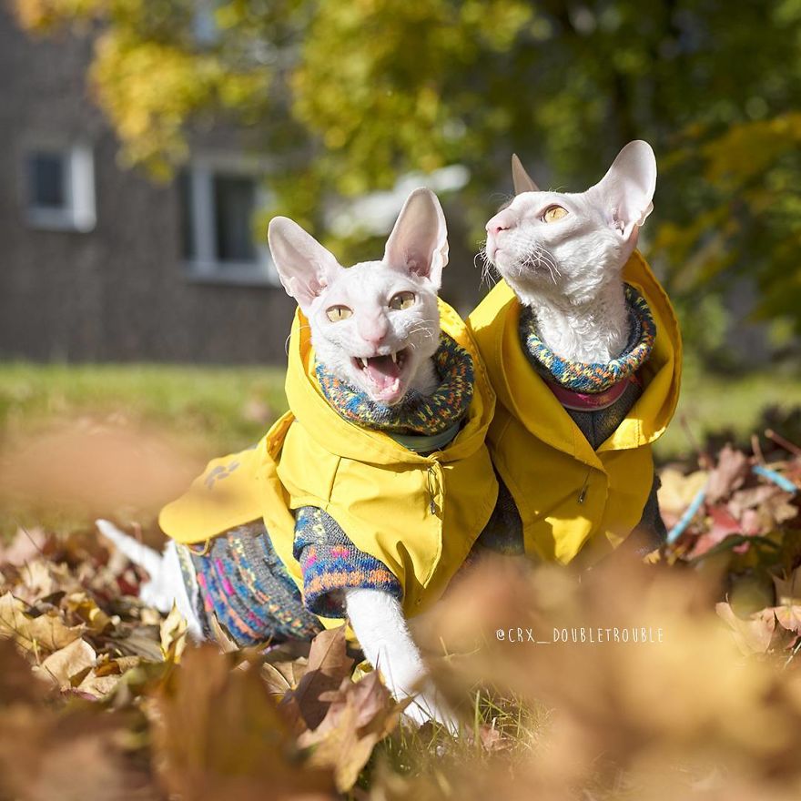 Cornish Rex, Cats With Curls And Rabbit Ears