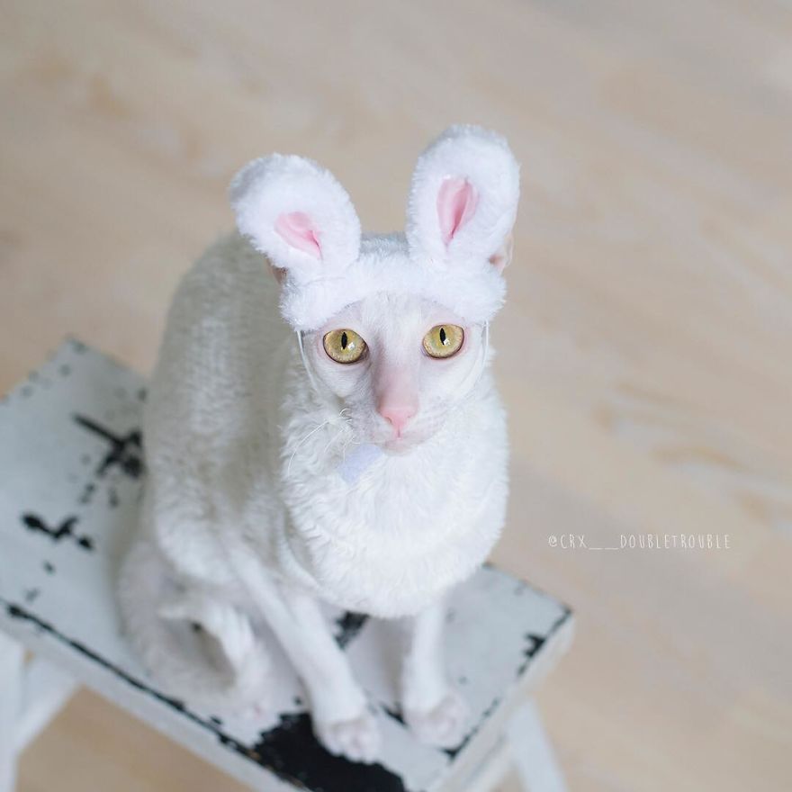 Cornish Rex, Cats With Curls And Rabbit Ears