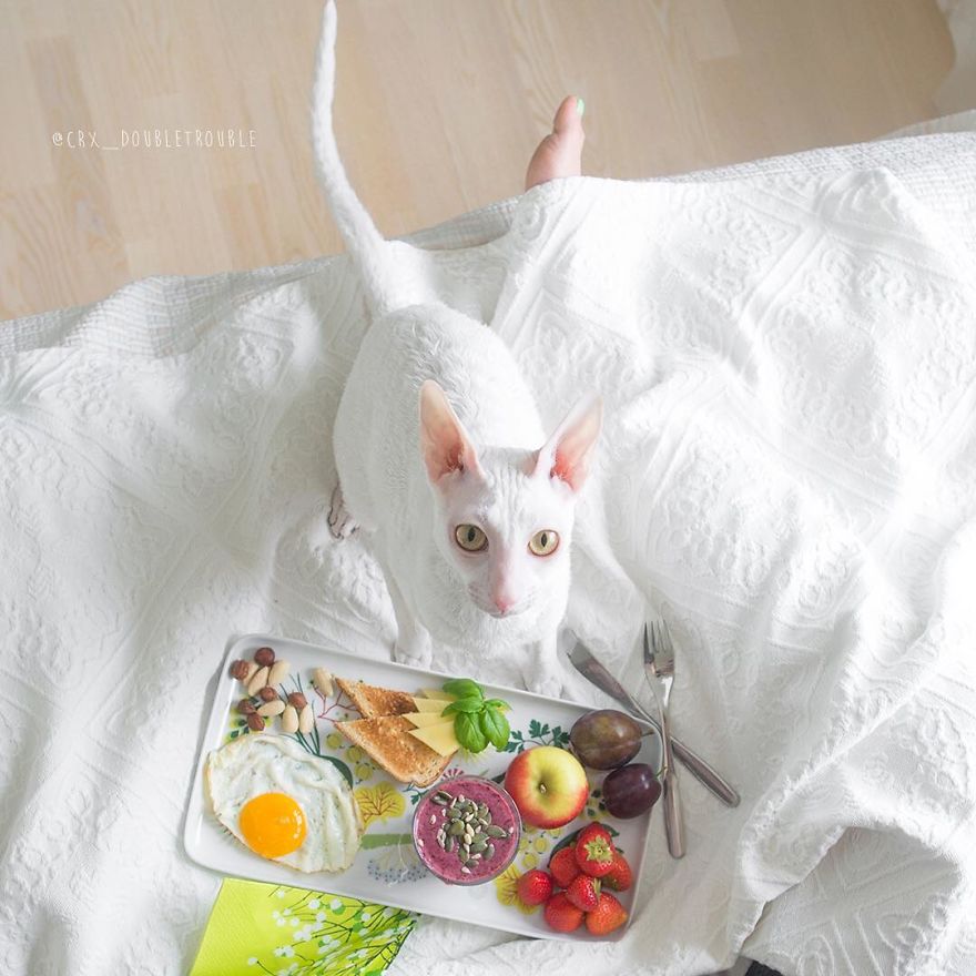 Cornish Rex, Cats With Curls And Rabbit Ears