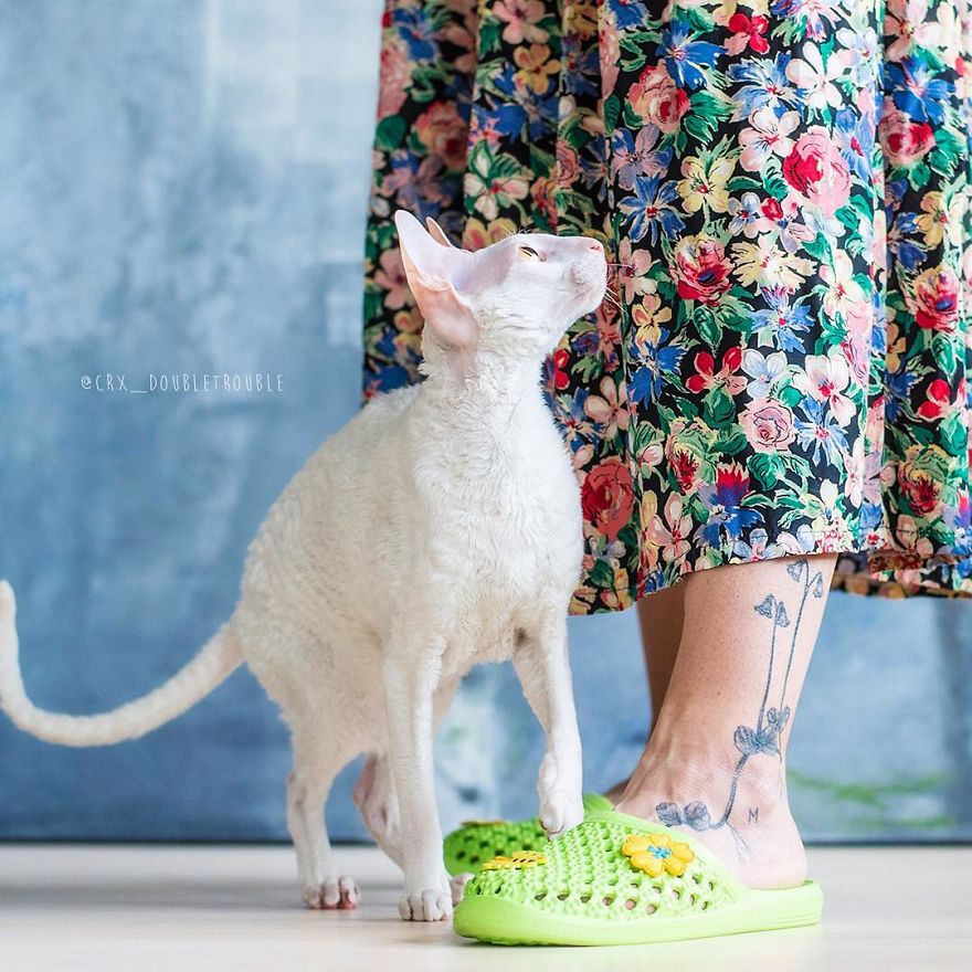 Cornish Rex, Cats With Curls And Rabbit Ears