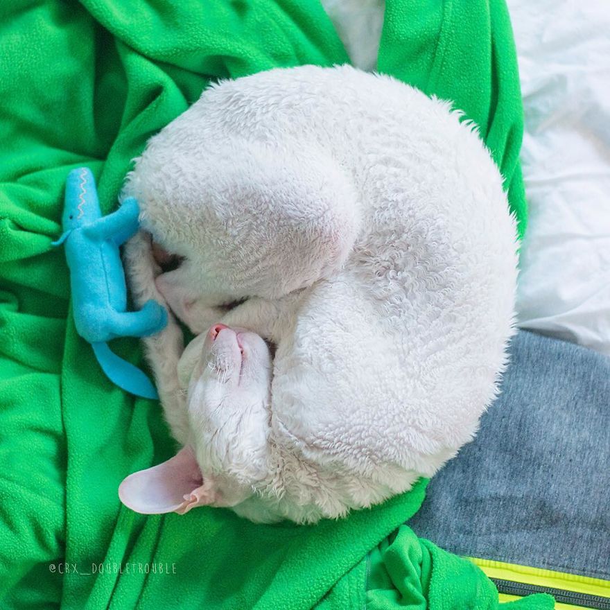 Cornish Rex, Cats With Curls And Rabbit Ears