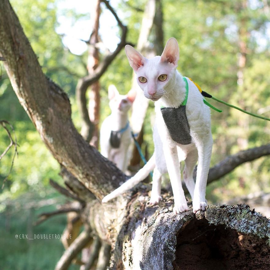 Cornish Rex, Cats With Curls And Rabbit Ears