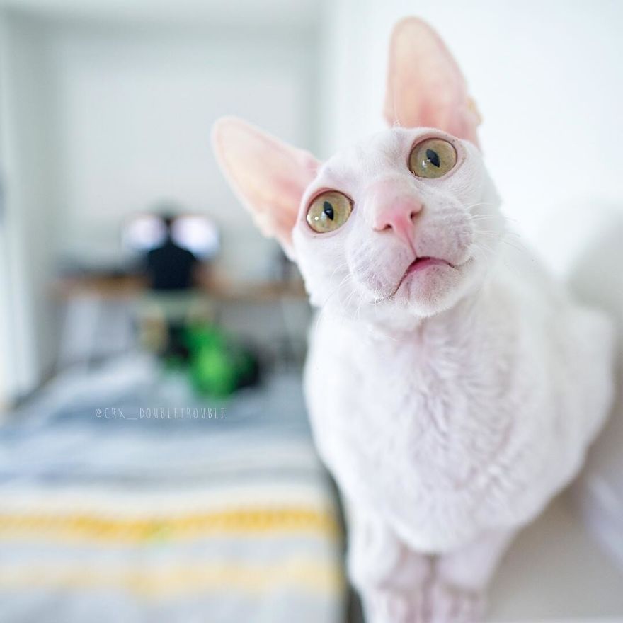 Cornish Rex, Cats With Curls And Rabbit Ears