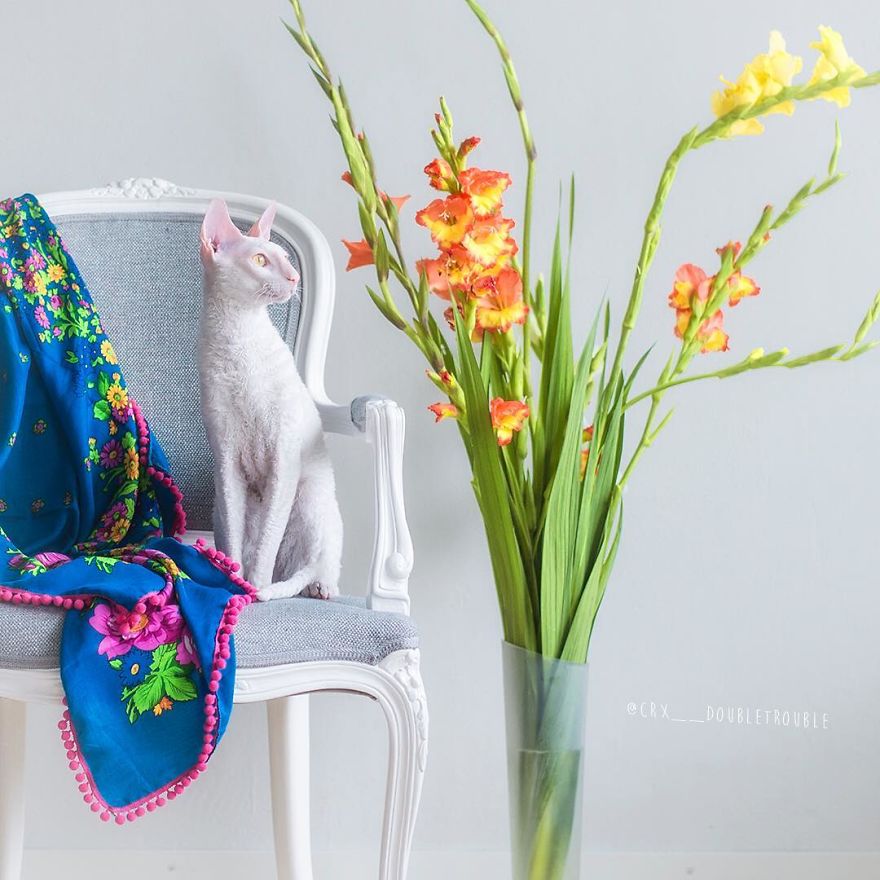 Cornish Rex, Cats With Curls And Rabbit Ears