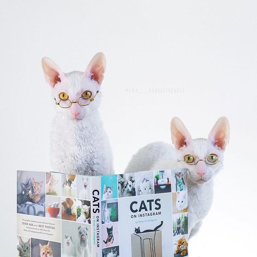 Cornish Rex, Cats With Curls And Rabbit Ears