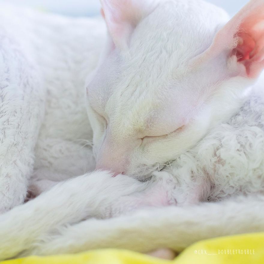Cornish Rex, Cats With Curls And Rabbit Ears