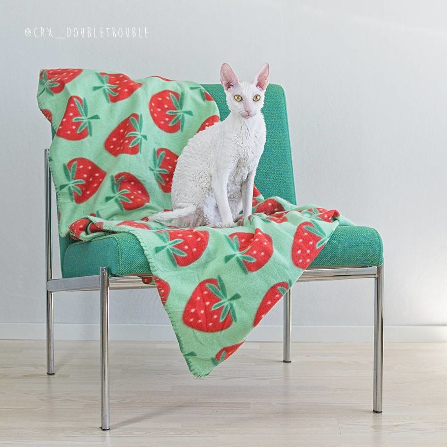 Cornish Rex, Cats With Curls And Rabbit Ears