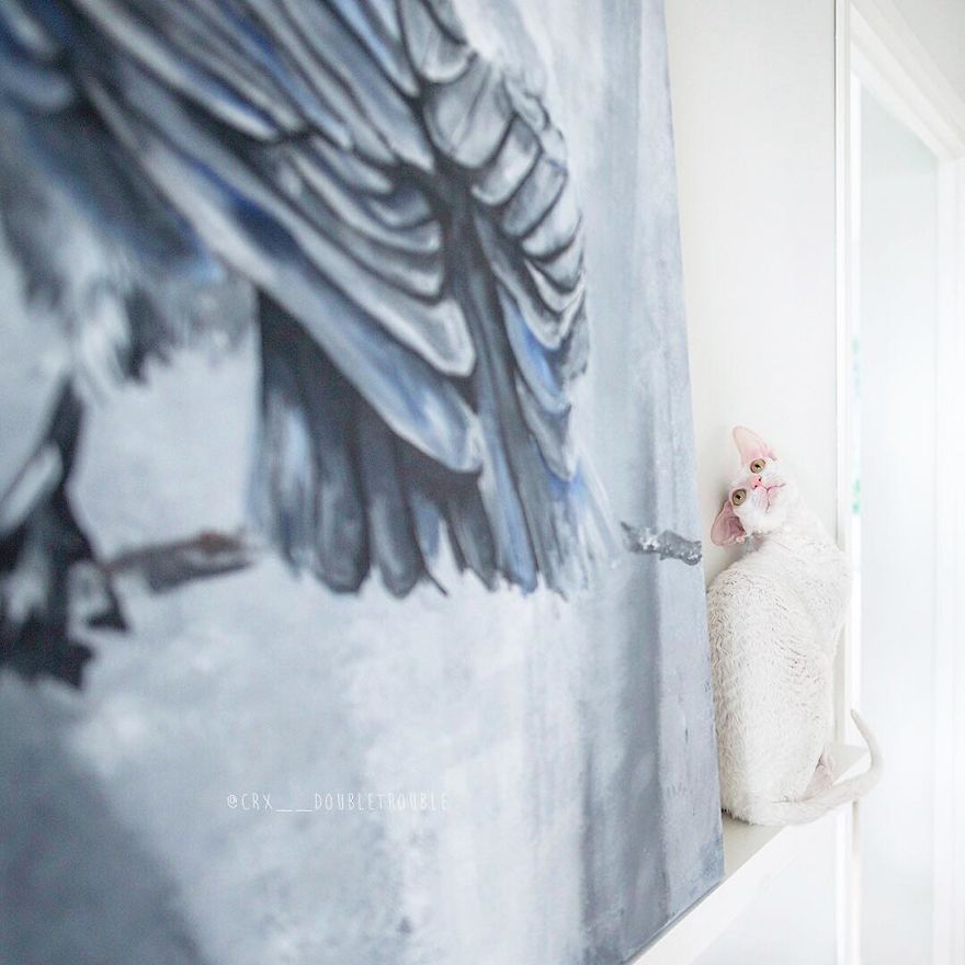 Cornish Rex, Cats With Curls And Rabbit Ears