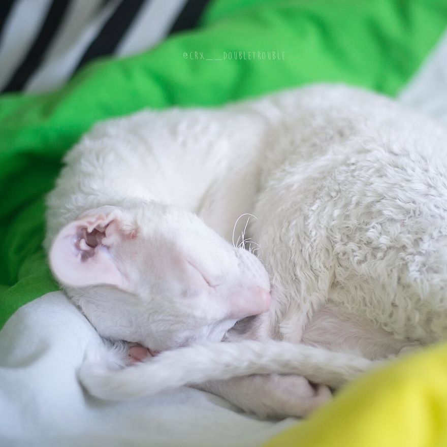 Cornish Rex, Cats With Curls And Rabbit Ears