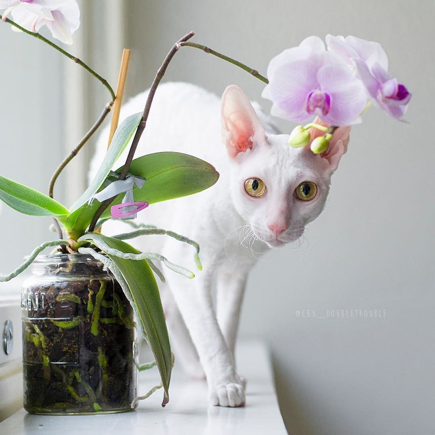 Cornish Rex, Cats With Curls And Rabbit Ears