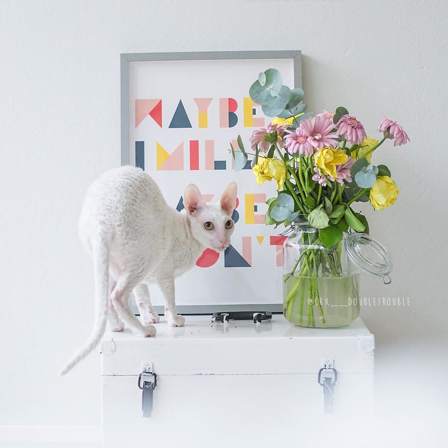 Cornish Rex, Cats With Curls And Rabbit Ears