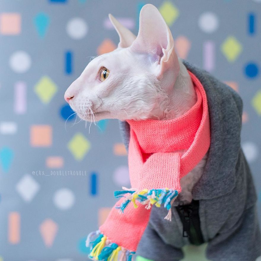 Cornish Rex, Cats With Curls And Rabbit Ears