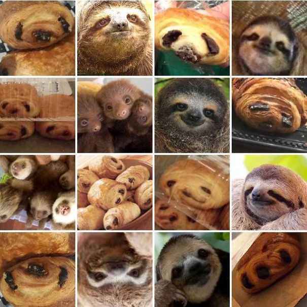 Sloth Or Pain Au Chocolate?