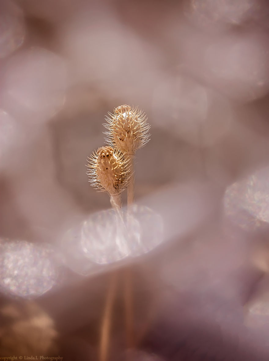 I Used Bubble Wrap To Take Dreamy Photos