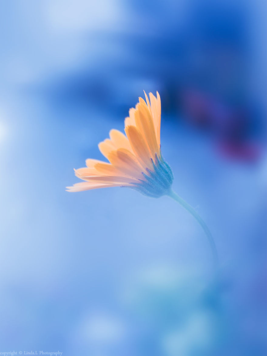 I Used Bubble Wrap To Take Dreamy Photos