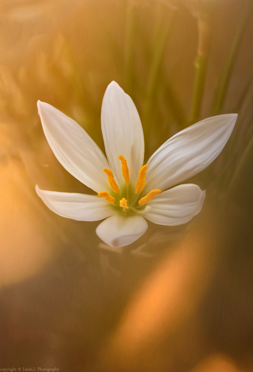 I Used Bubble Wrap To Take Dreamy Photos