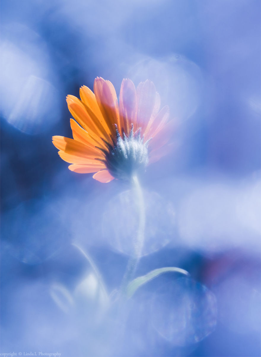 I Used Bubble Wrap To Take Dreamy Photos