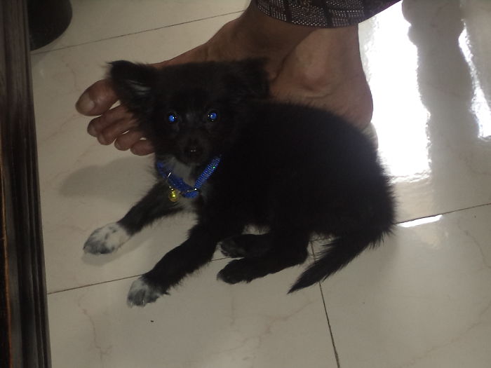 My Dog.. In Past 2yr..