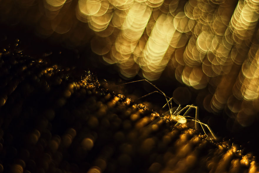 I Take Photos Of Spiders To Show Their Extraordinary Lives