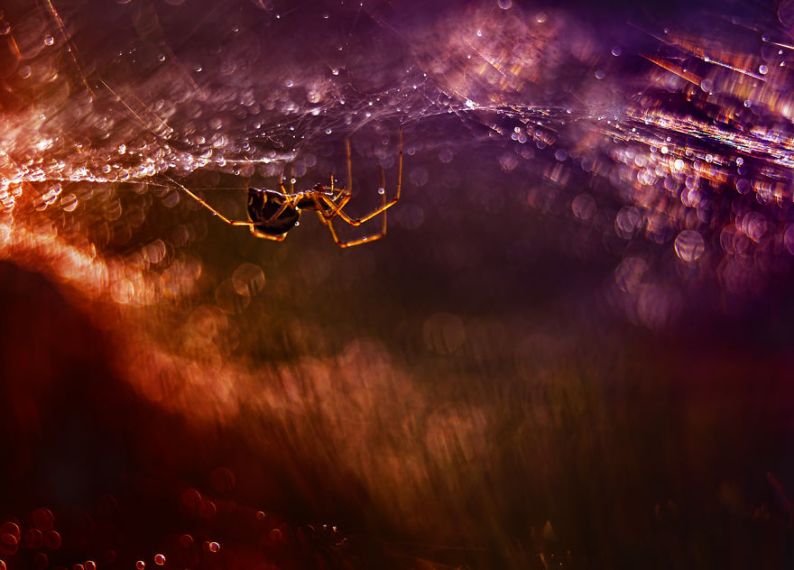 I Take Photos Of Spiders To Show Their Extraordinary Lives