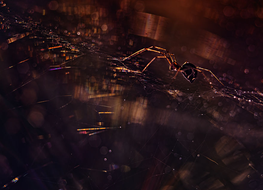 I Take Photos Of Spiders To Show Their Extraordinary Lives