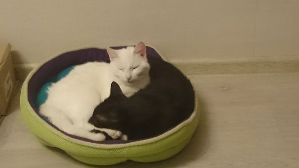 Yin & Yang