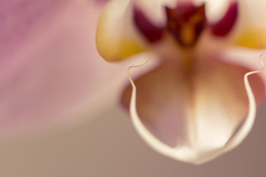 I Take Close-Up Photos Of Nature