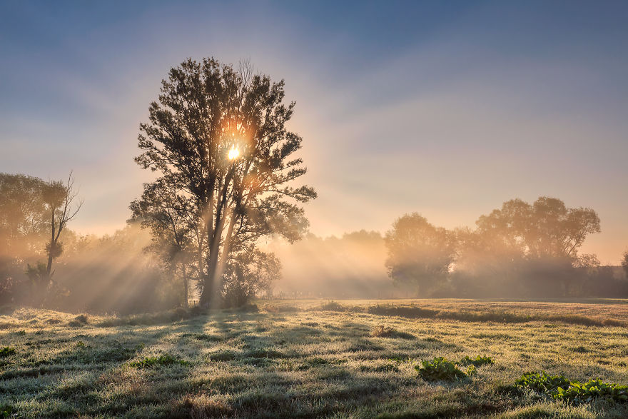 I Spent A Year Photographing Trees Around Warsaw