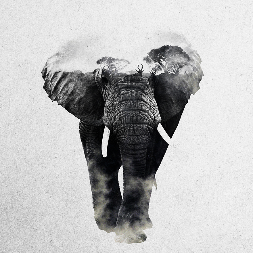 I Combine Animals And Landscapes In My Double Exposure Artwork