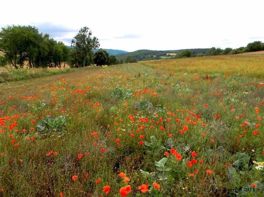Bored Panda- Photographer
