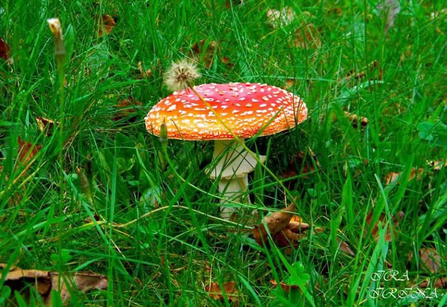 Bored Panda- Photographer