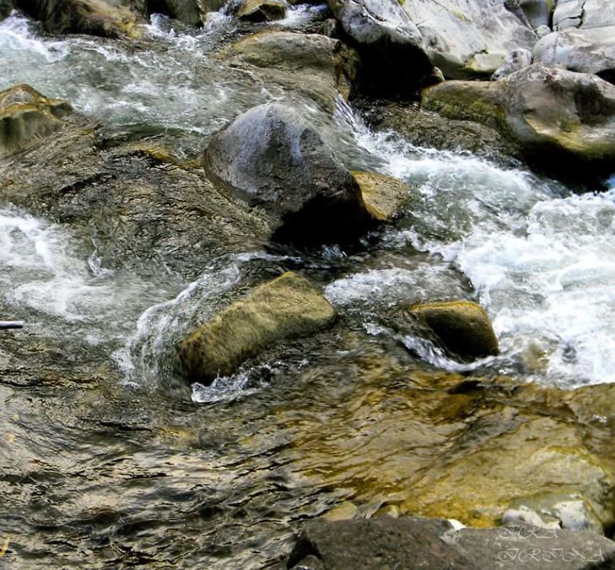 Bored Panda- Photographer