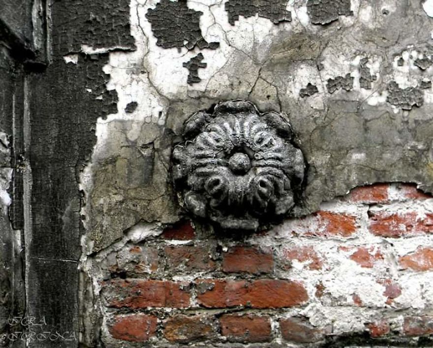 Bored Panda- Photographer