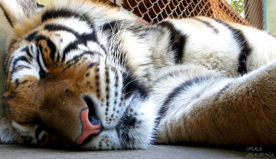 Bored Panda- Photographer