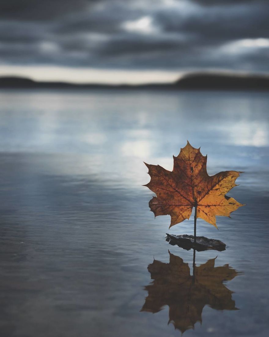 I Started Photographing Swedish Nature As A Therapy After I Injured My Back, Now It's My Passion I Started Photographing Swedish Nature As A Therapy After I Injured My Back, Now It's My Passion