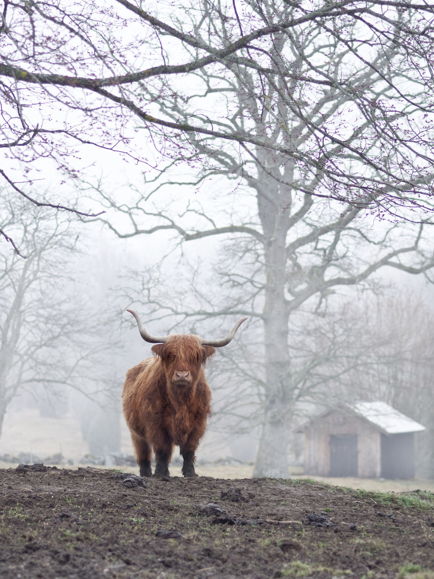 I Started Photographing Swedish Nature As A Therapy After I Injured My Back, Now It's My Passion I Started Photographing Swedish Nature As A Therapy After I Injured My Back, Now It's My Passion