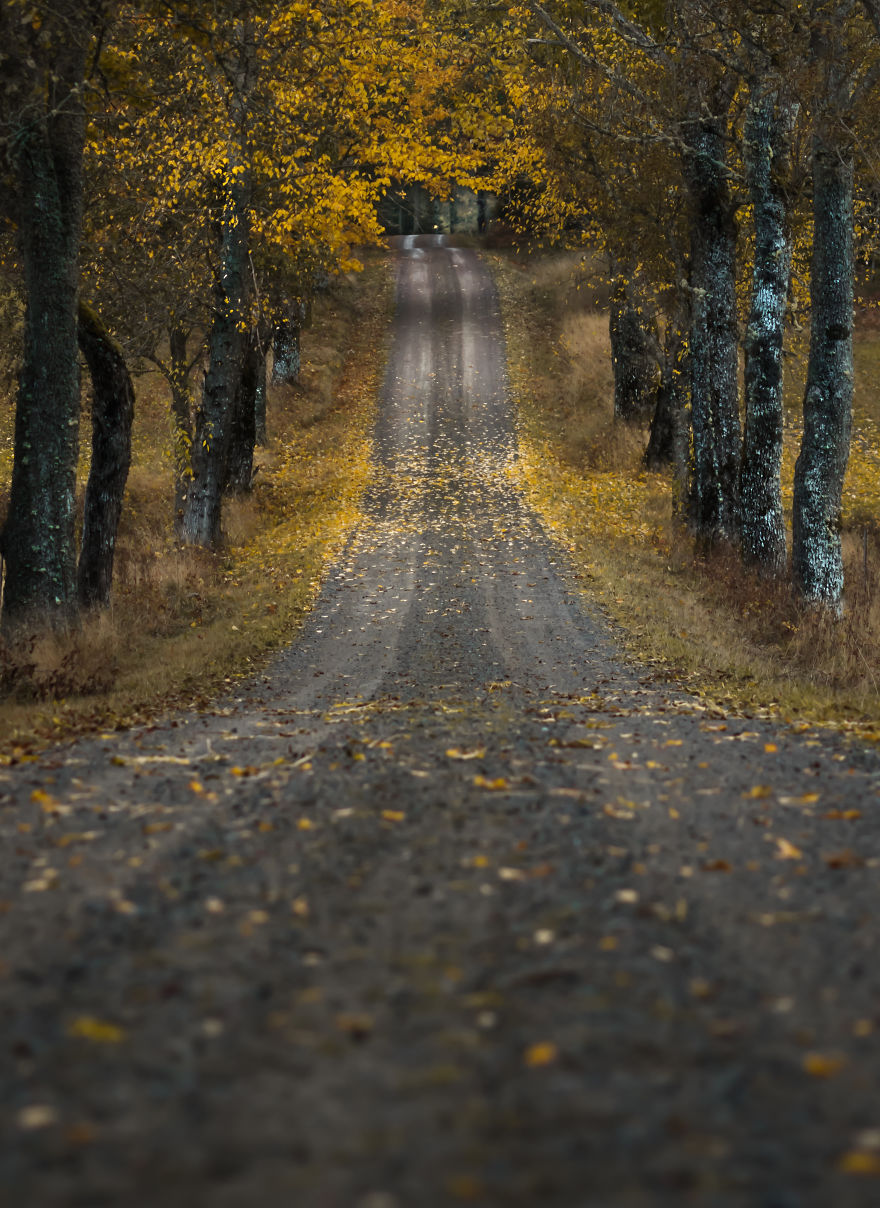 I Started Photographing Swedish Nature As A Therapy After I Injured My Back, Now It's My Passion