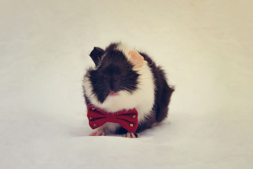 I Photographed My Pets In These Adorable Photoshoots