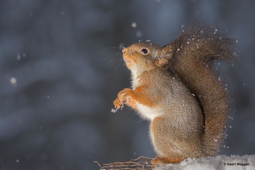 Swedish Photographer Geert Weggen Takes The Cutest Photos Of Squirrels