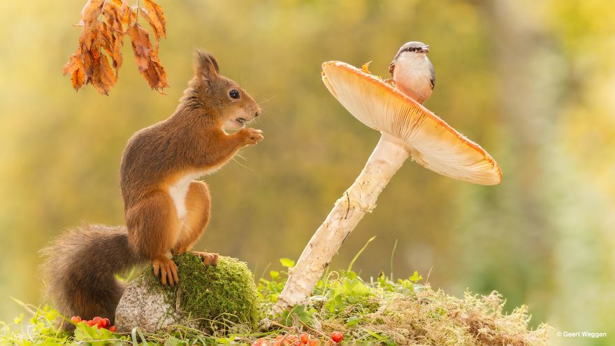 Swedish Photographer Geert Weggen Takes The Cutest Photos Of Squirrels Swedish Photographer Geert Weggen Takes The Cutest Photos Of Squirrels