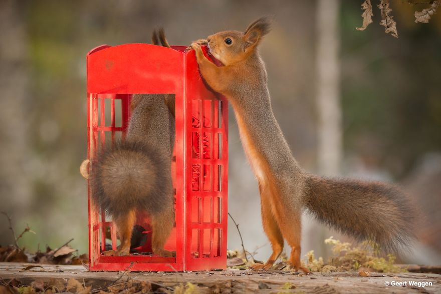 Swedish Photographer Geert Weggen Takes The Cutest Photos Of Squirrels Swedish Photographer Geert Weggen Takes The Cutest Photos Of Squirrels